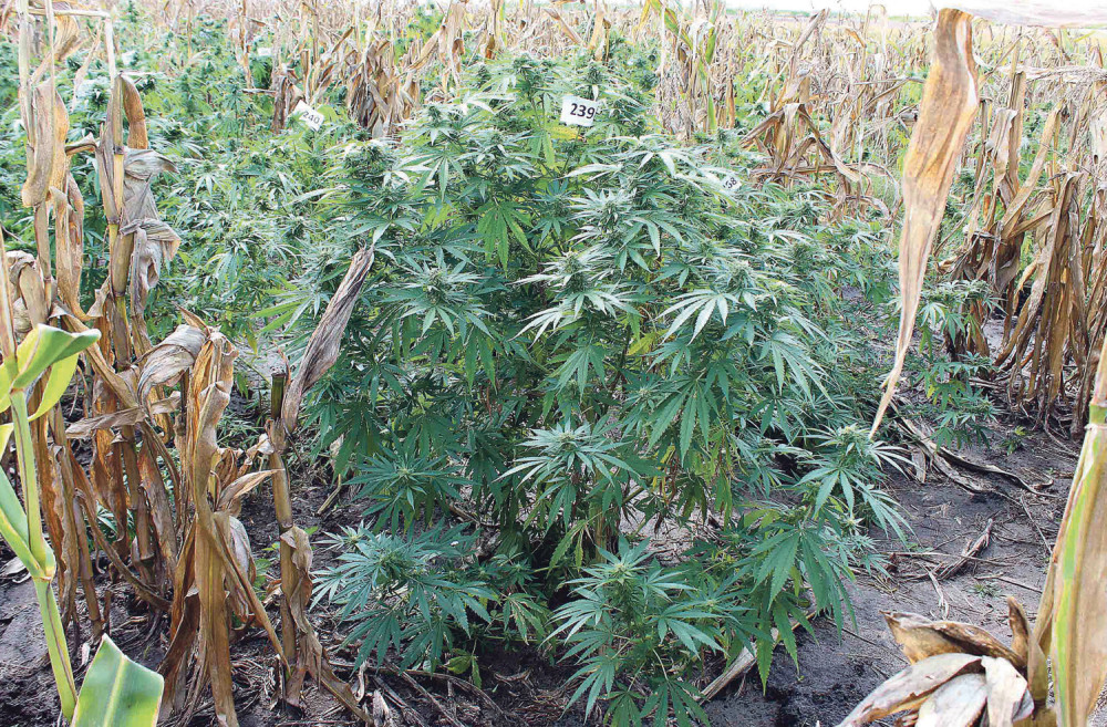 Otac đubrio kanabis, deca ga prodavala!