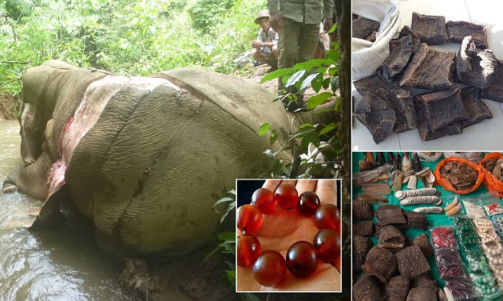 Deru slonove i od kože prave nakit!