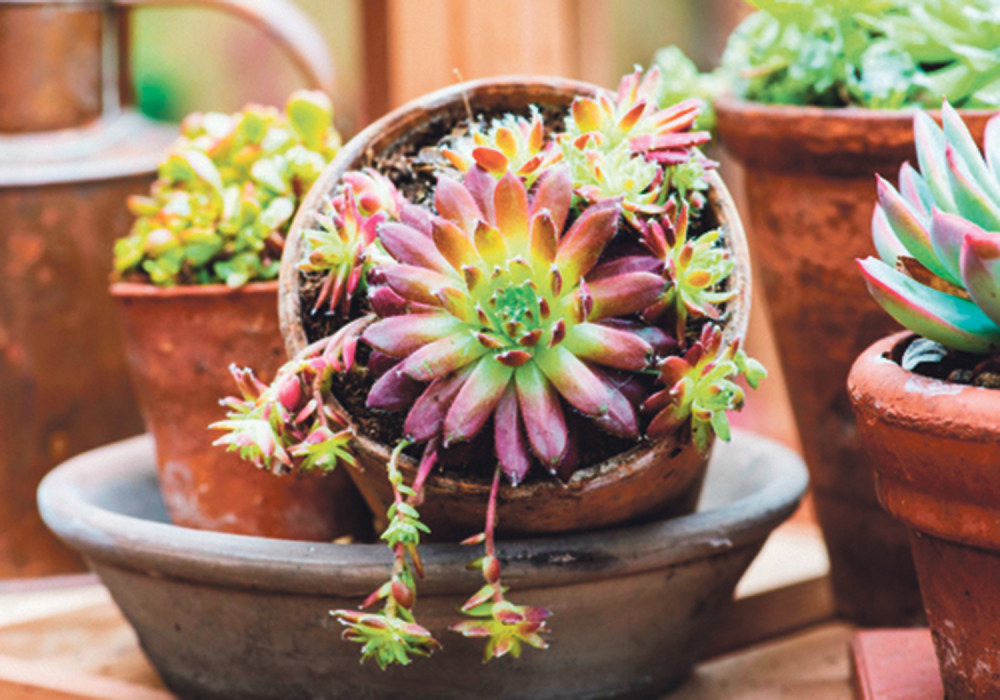 Zbog ovoga je bitno da čuvarkuću imate u domu!