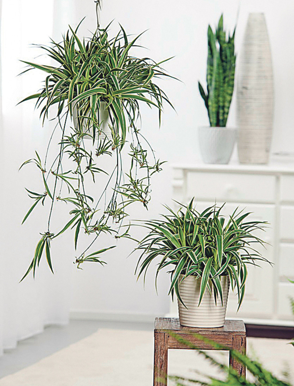 Ovu sobnu biljku treba da ima svaka kuća