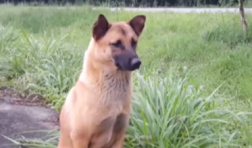 Kuca čekala vlasnike tamo gde su poginuli, pa i ona stradala (VIDEO)