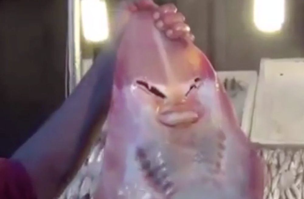 Upecali ajkulu sa ljudskim likom (VIDEO)