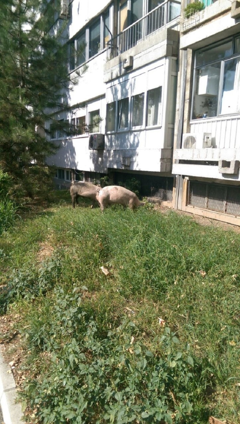 Da komšiji crkne - konj