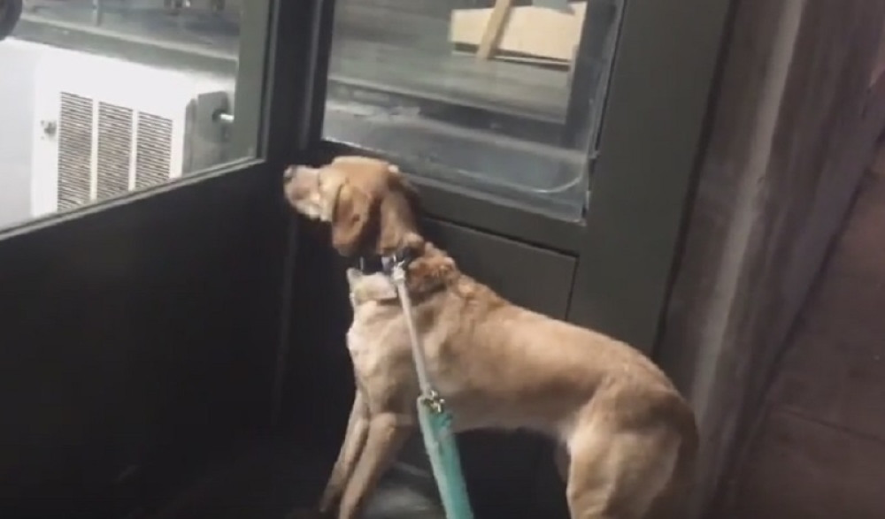 Pas ne veruje da je pet šop zatvoren (VIDEO)