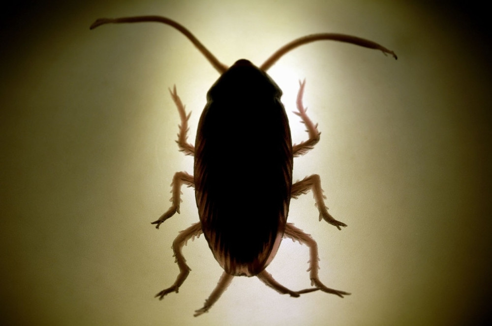 Srušen čuveni mit o bubašvabama!