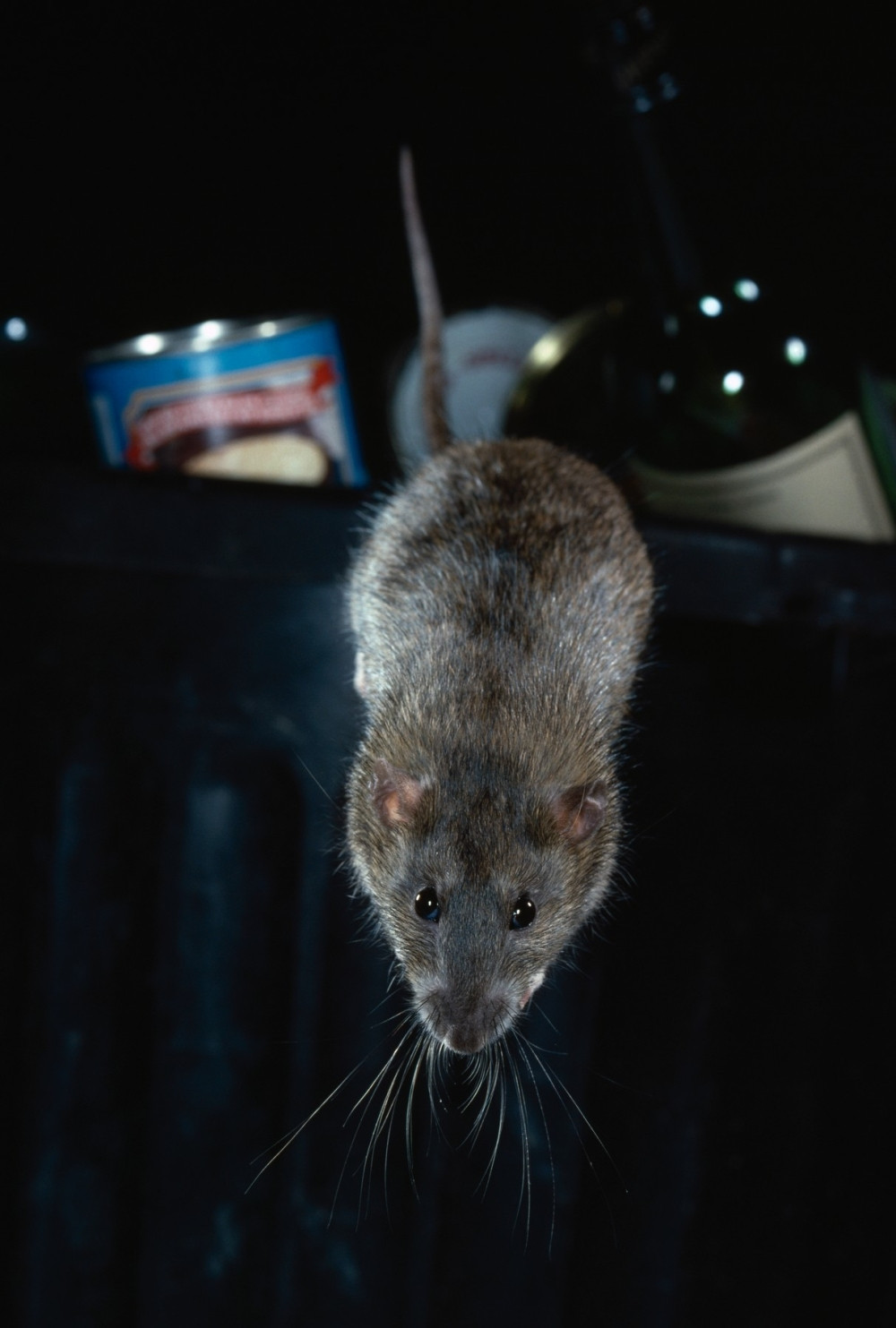 Pacov veličine mačke joj je ušao u kuću, a onda je otkrila da nije jedini! Trčali na sve strane!