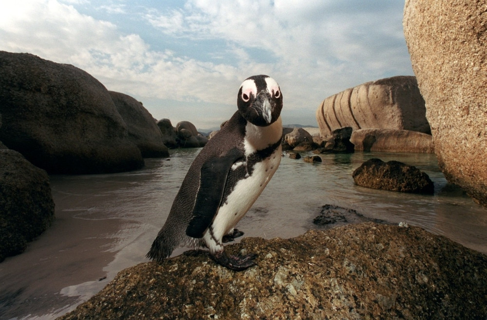 Očajnička potraga za ukradenim pingvinom