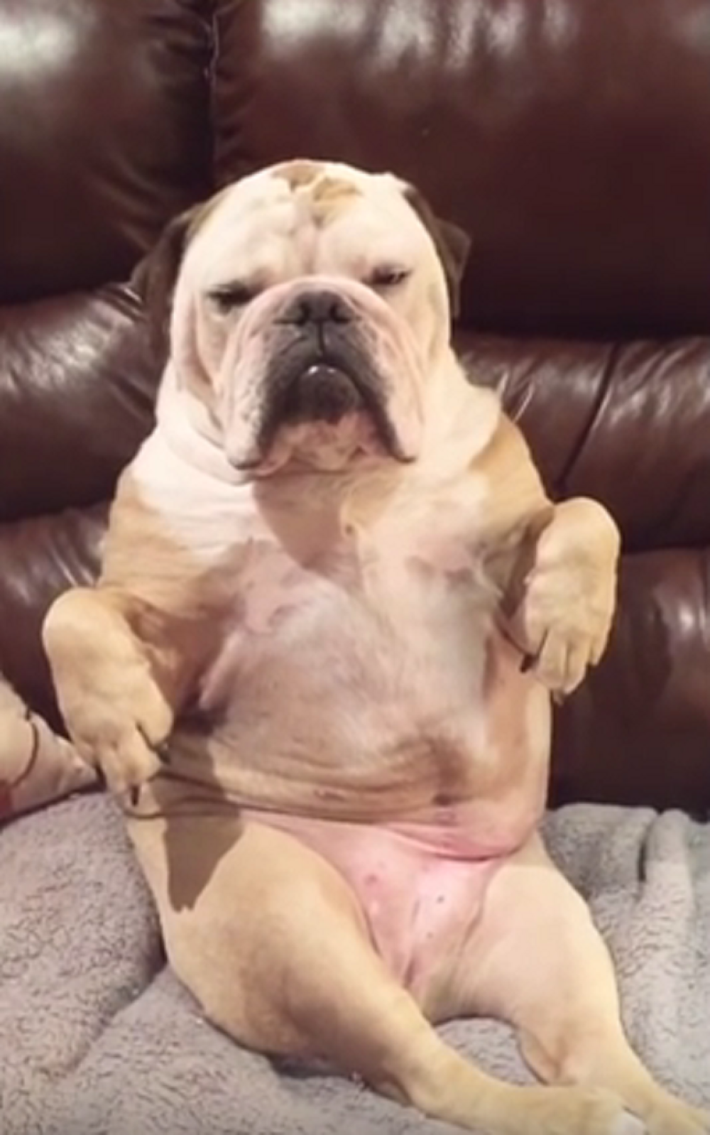 Buldog sedi i spava (VIDEO)