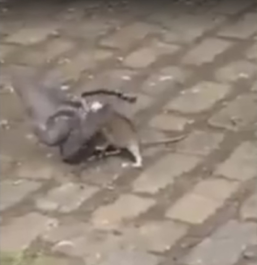 Golub i pacov se borili do smrti! (VIDEO)