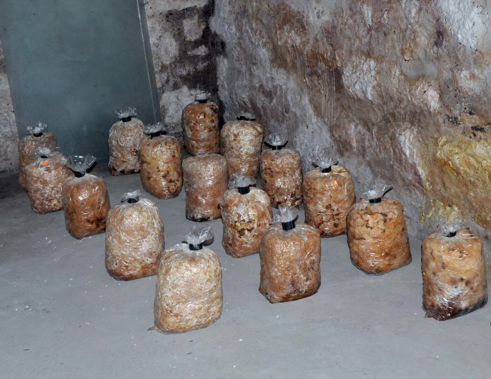 Otrovale se pesticidom dok su brale pečurke!