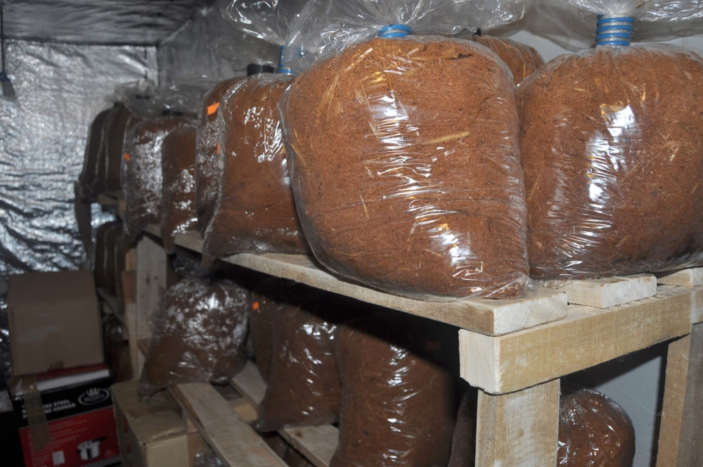 Gajio "vesele" pečurke