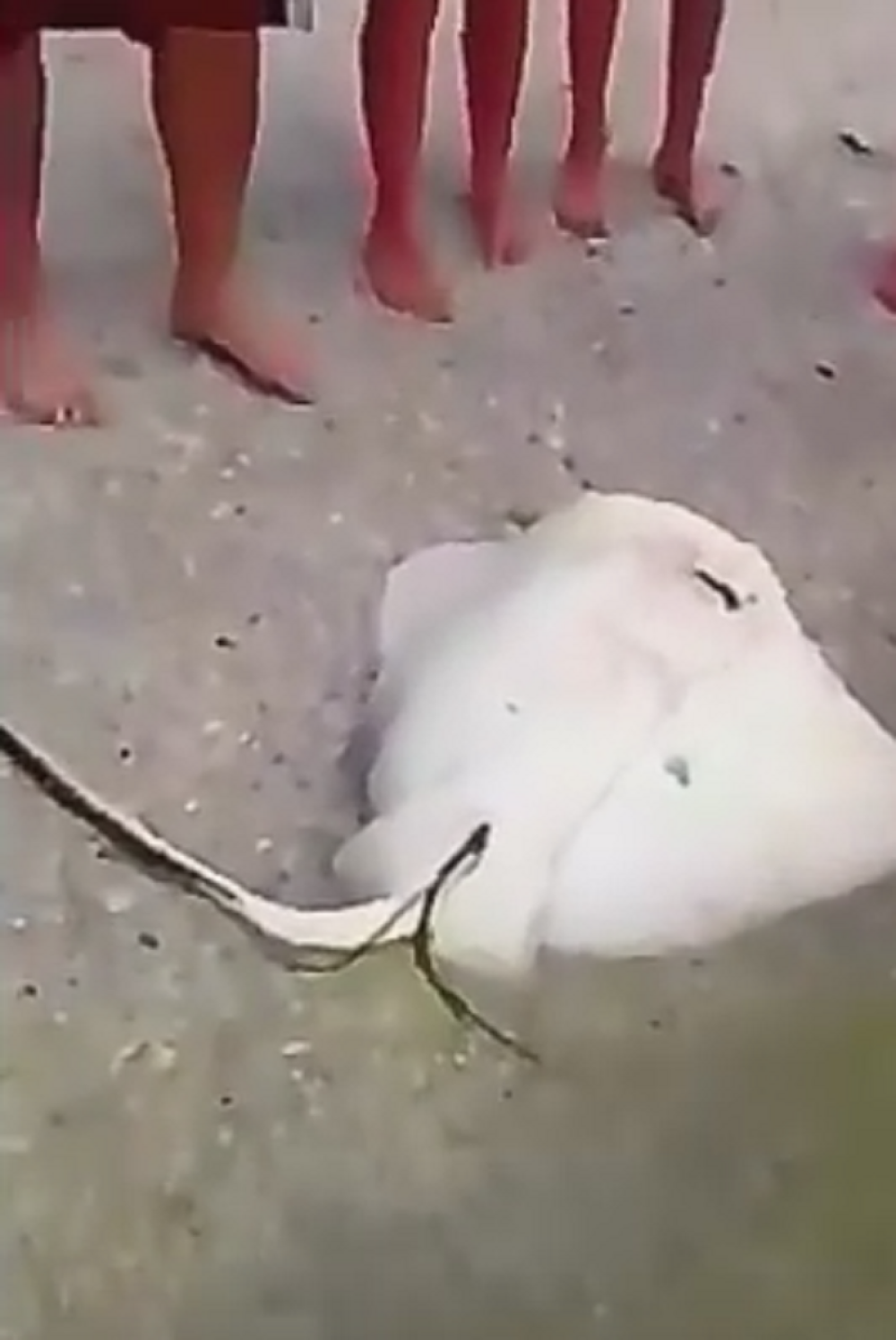 Raža se porađa (VIDEO)