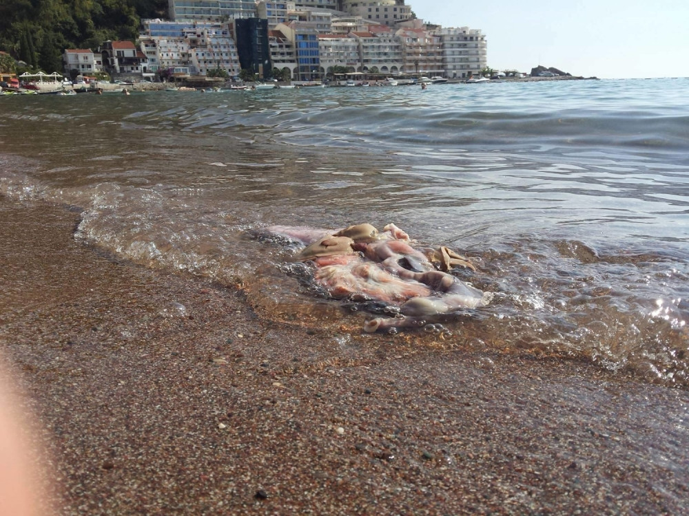 More izbacilo iznutrice na plažu u Rafailovićima!