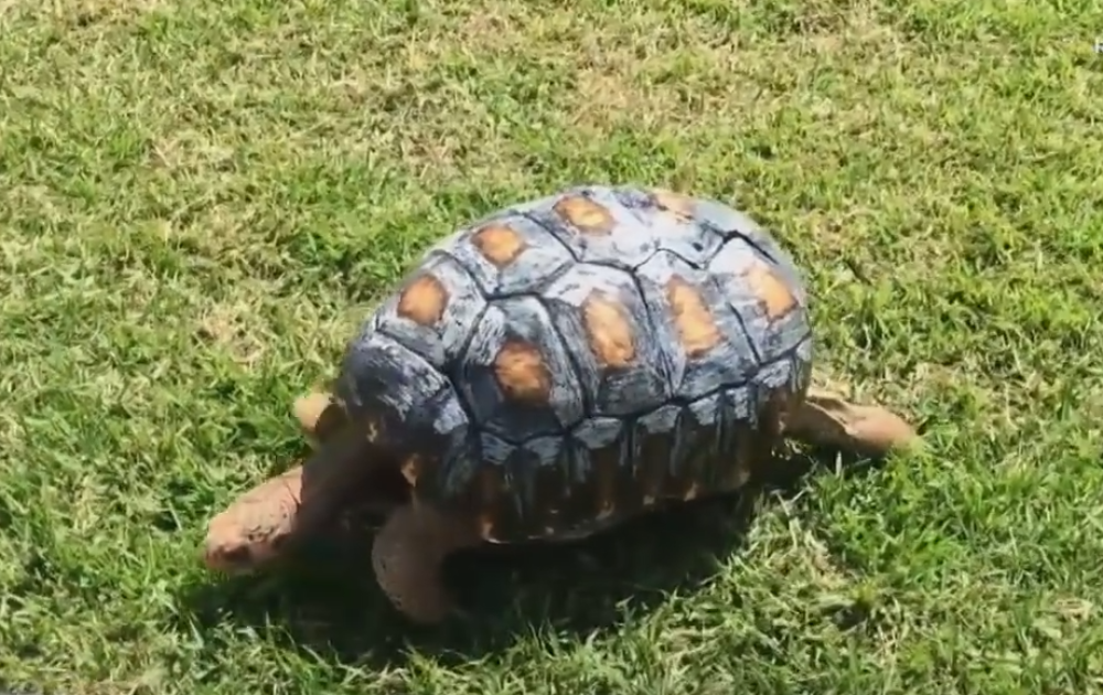 Jedini poznat mužjak ugrožene kornjače dobio ženku