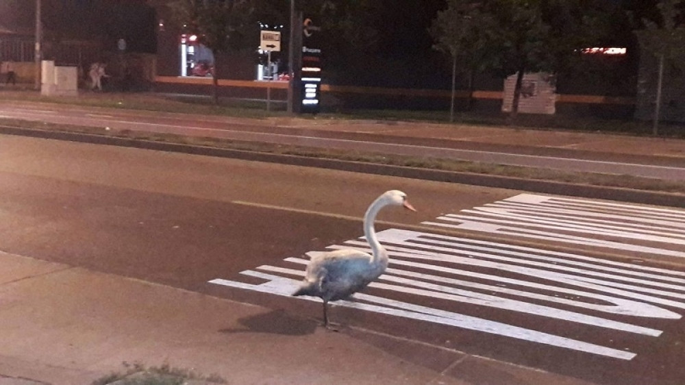 Usamljeni labud lutao novosadskim ulicama (FOTO)