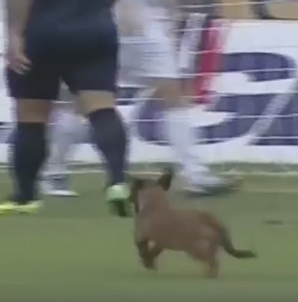 Pas uleteo na teren u superligaškom meču (FOTO+VIDEO)