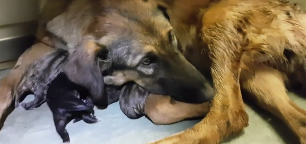 Kuja u metrou okotila devetoro! (FOTO+VIDEO)