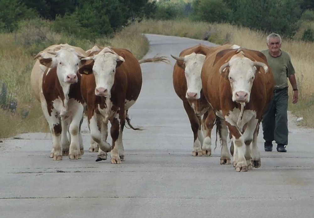 Preti pomor stoke na Zlatiboru!