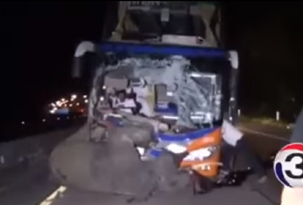 Slona usmrtio autobus (VIDEO)