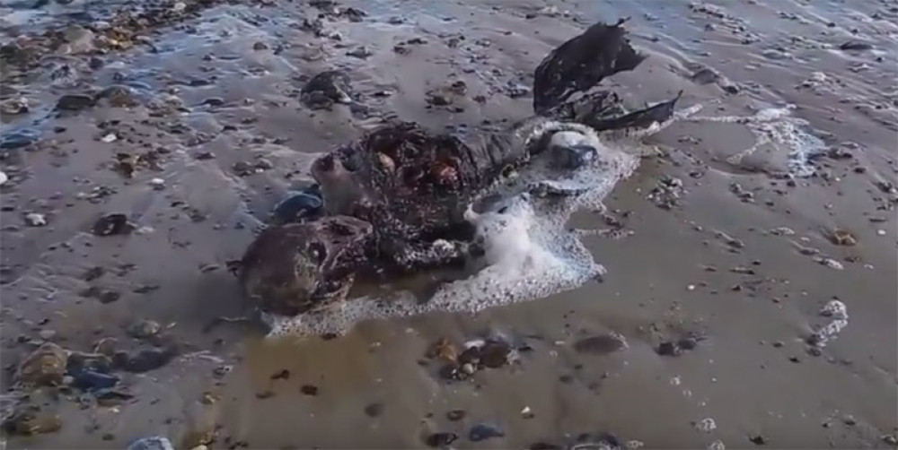 Leš sirene našli na obali?! (VIDEO)