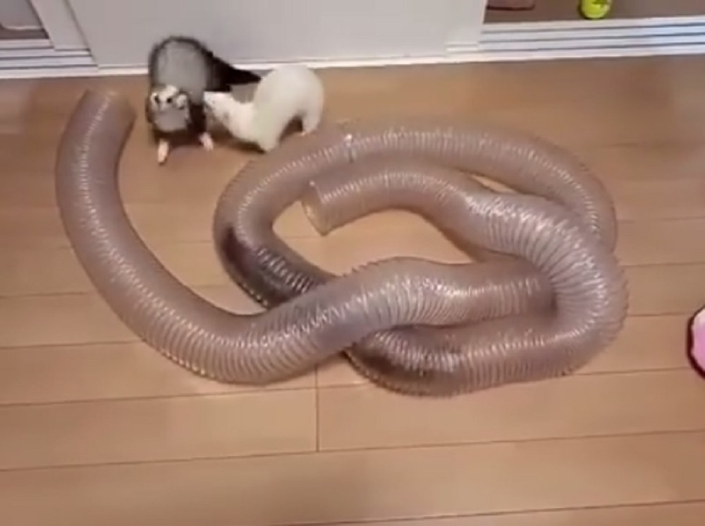 Ove preslatke životinjice će vam ulepšati dan (VIDEO)