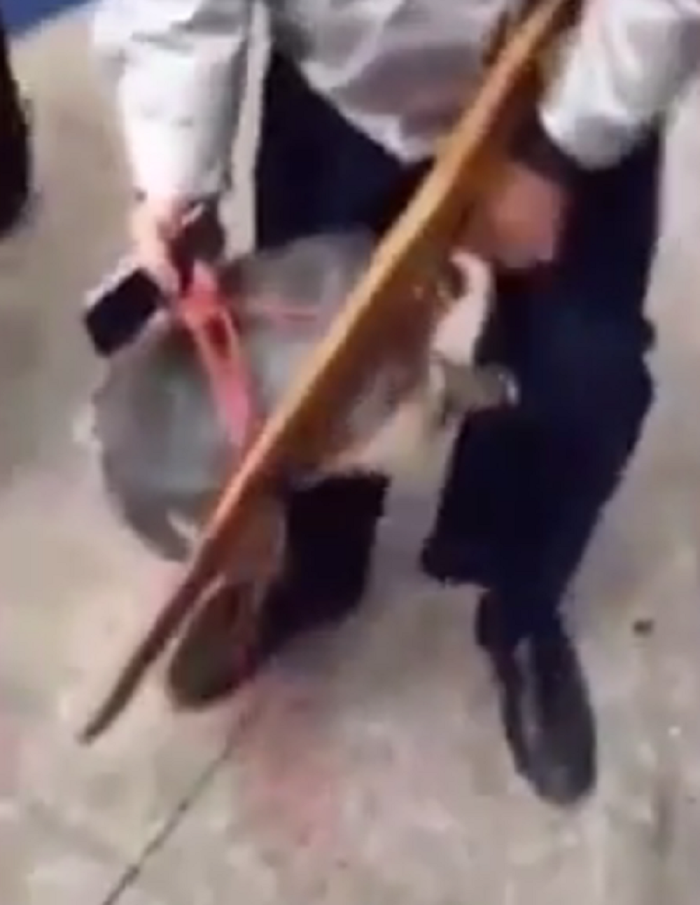 Kornjača mu se zakačila za penis! (VIDEO)