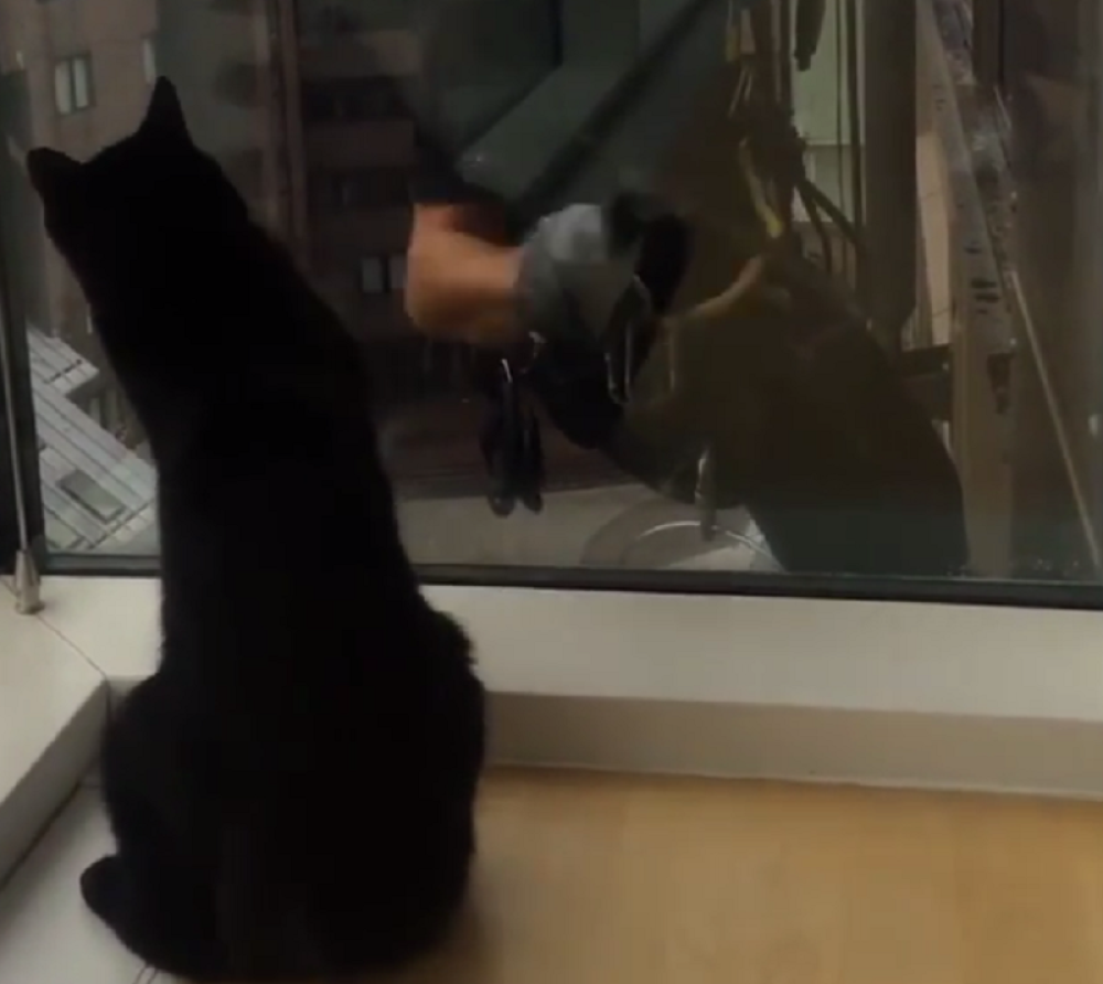 Reakcija mačka na perača prozora! (VIDEO)