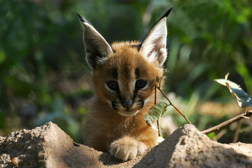 Ovo je najslađa vrsta mačke (FOTO+VIDEO)