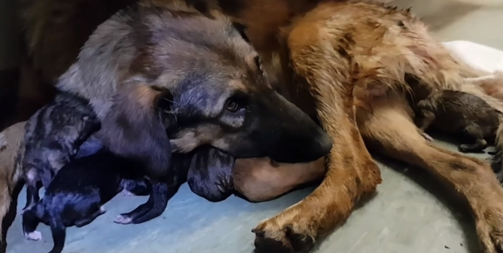 Ispraznili vagon da bi se keruša okotila (VIDEO+FOTO)