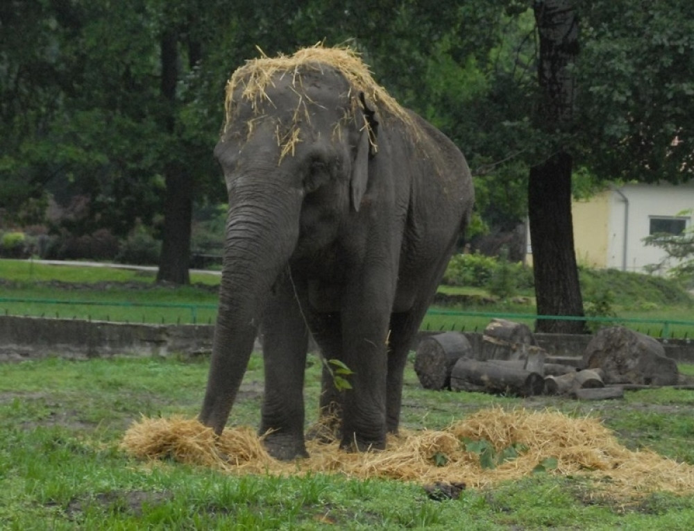 Preminula slonica Marta! (FOTO)