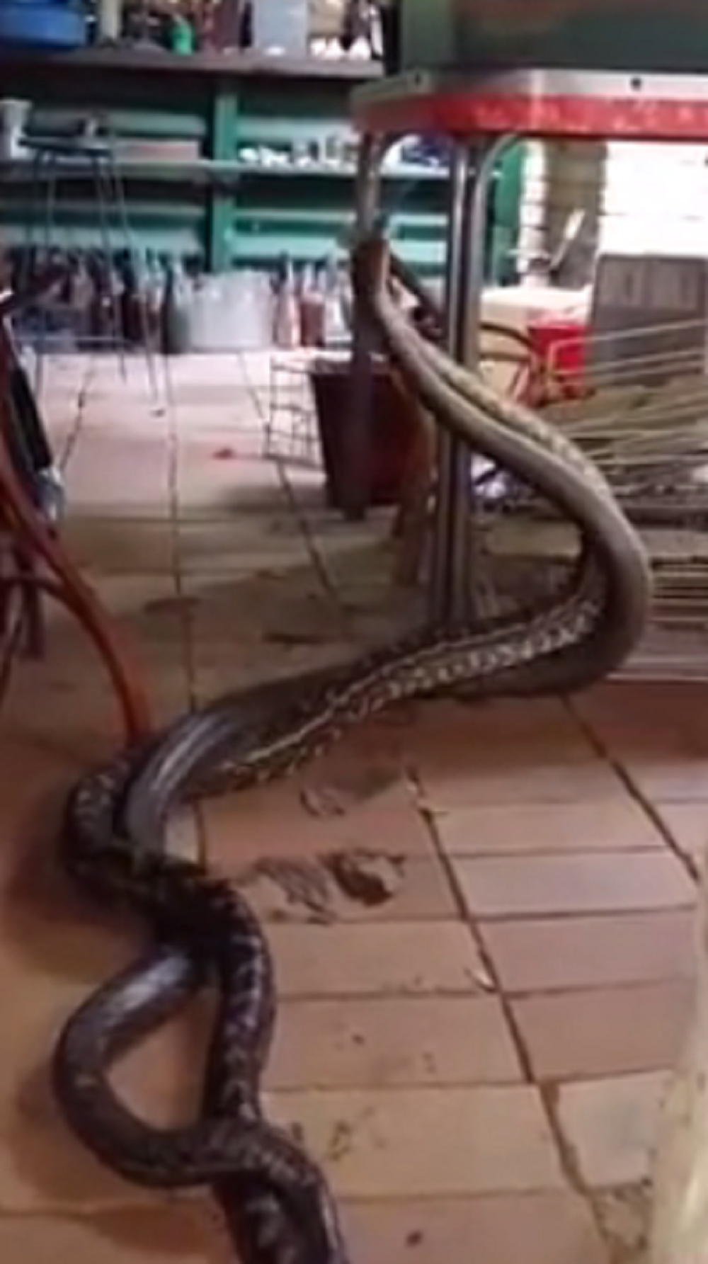 Tuča pitona nasred kuhinje! (VIDEO)