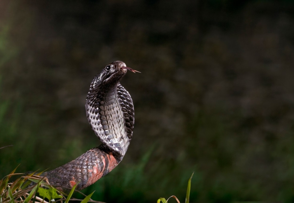 Opšta panika, najotrovnija zmija na svetu počela da emigrira, napušta Aziju, IDE KA ZAPADU!
