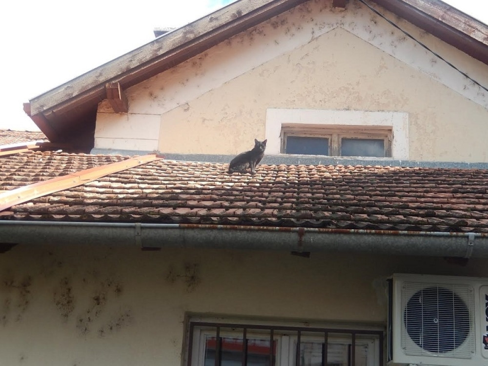 Mačor tri godine nije sišao s krova! (FOTO)