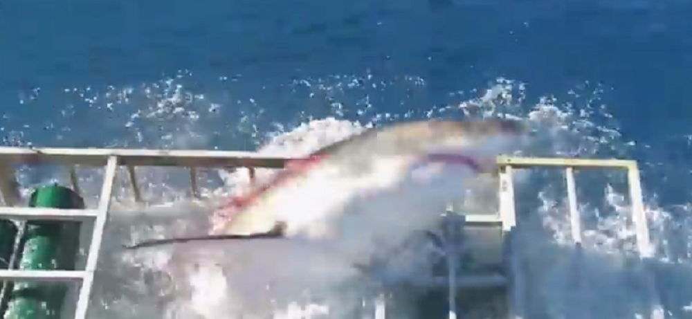 Ajkula provalila u kavez s roniocem! (VIDEO)