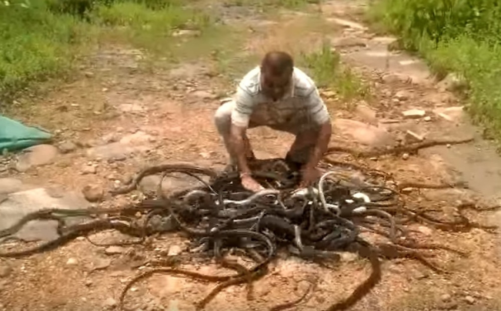 Evo šta radi hvatač zmija (VIDEO)