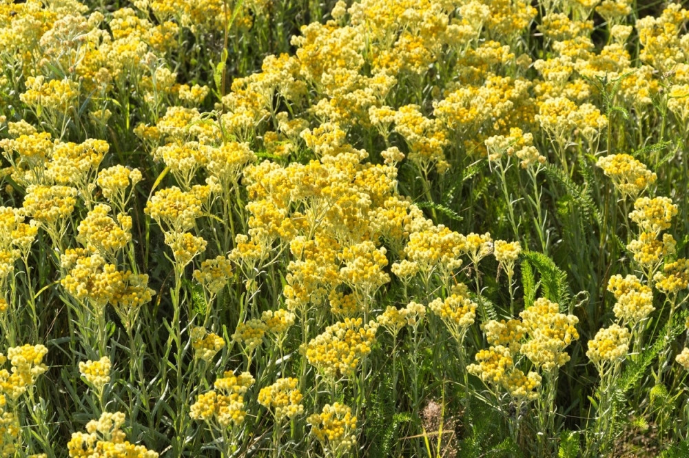 Kusturica će da gaji smilje i pravi ulje