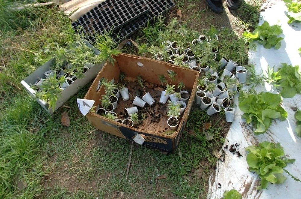 Uhapšeni dileri u Beogradu