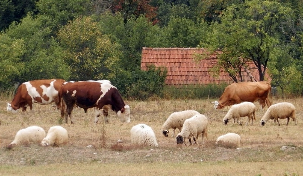 Seljak se žalio da mu crkava stoka, a onda je policija otkrila ovo!