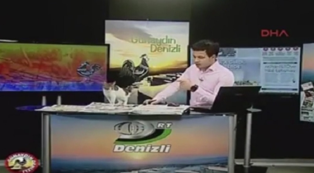 Maca ušetala na prelistavanje štampe (VIDEO)