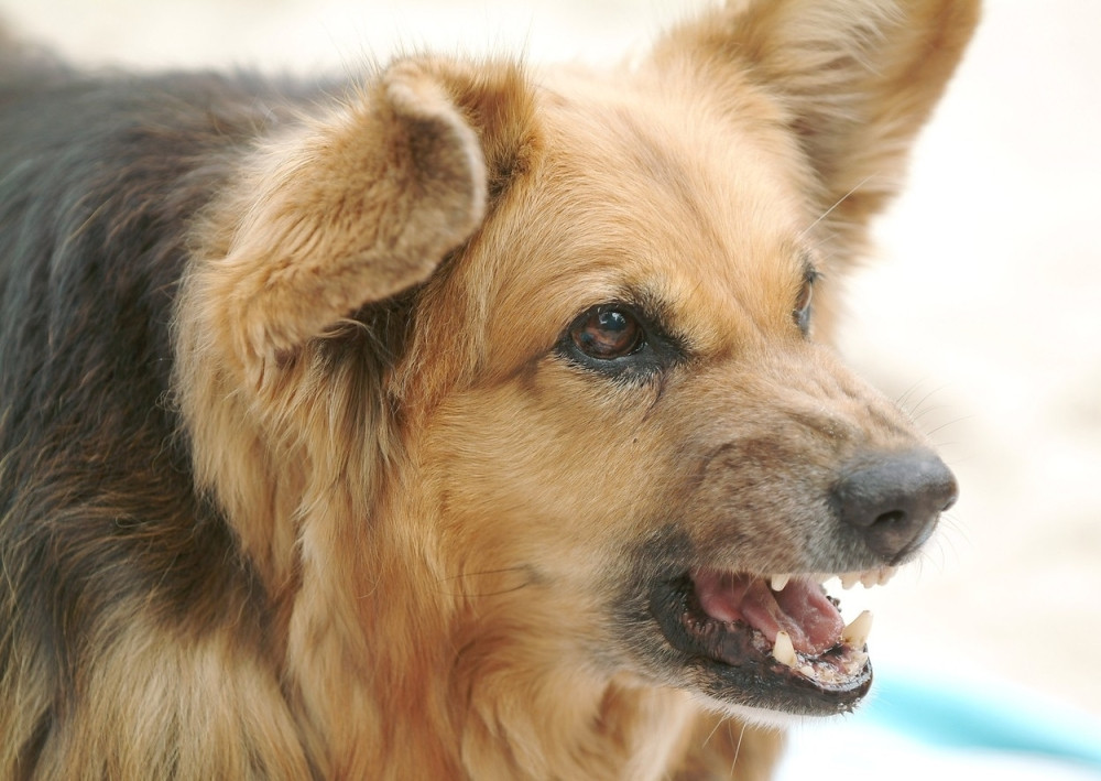 Čopor lutalica napao dete!