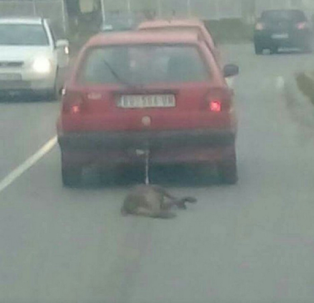 Vezao psa za kola i vukao ga ulicama Grocke! (FOTO)