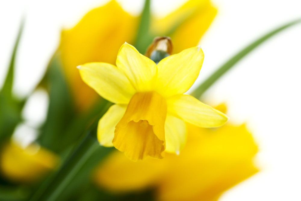 Ubica kancerogenih ćelija raste u svakoj bašti