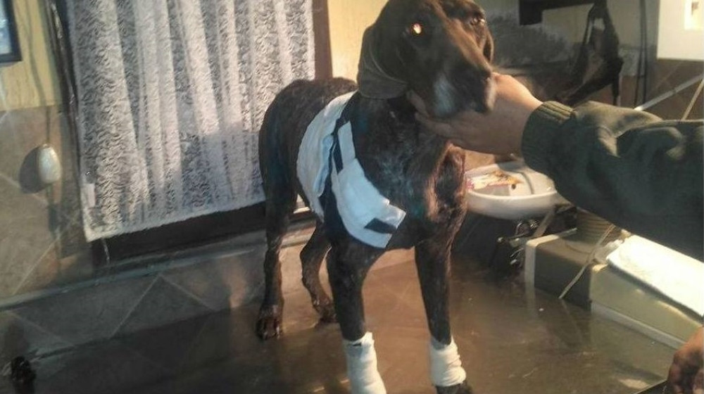 Ne brinite! Pas koga je vukao auto je dobro