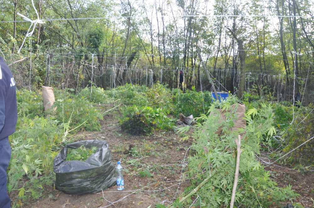 Policija "obrala" 223 kilograma marihuane