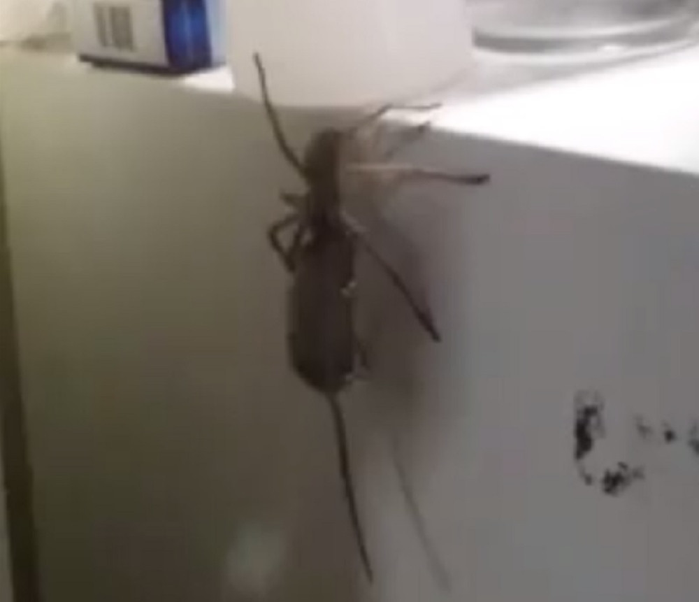 Čudovišni pauk vuče miša uz frižider! (VIDEO)