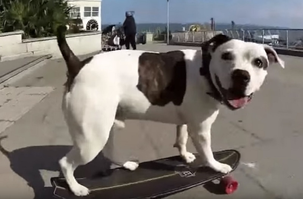 Ovo je Zigi, pas koji zna milion trikova (VIDEO)