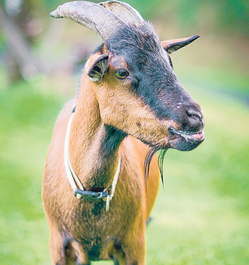 Porodici iz Aranđelovca telefon ne prestaje da zvoni, a za sve je kriva Belka koja je obrstila SVE PARE!