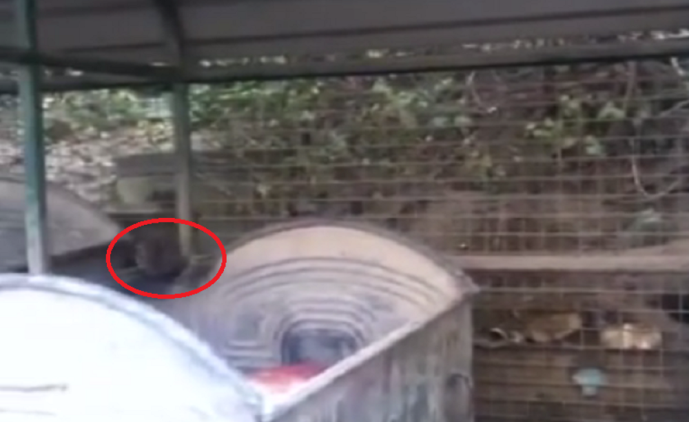 Pacovi okupirali sarajevsko naselje, meštani u strahu! (VIDEO)