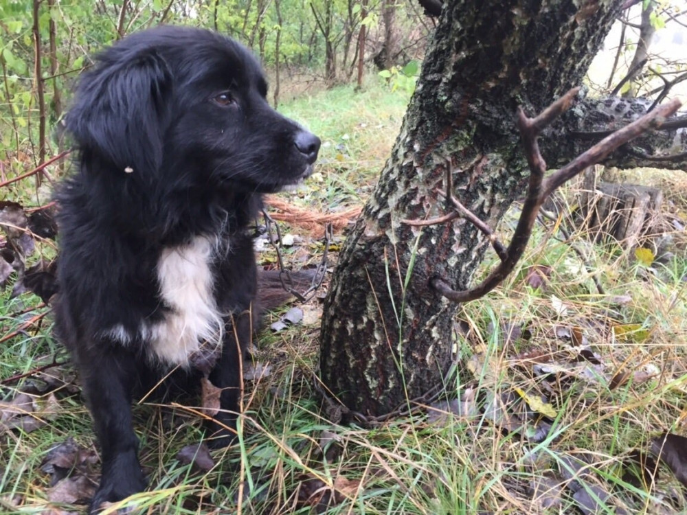 Za ime onog ko je vezao psa lancima 100 evra