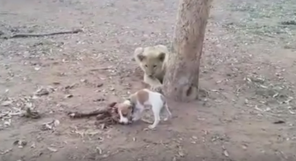 Štene pokazalo lavovima ko je gazda (VIDEO)